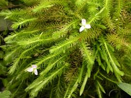   Mayaca fluviatilis , emersed; photo: S.L. Winterton 