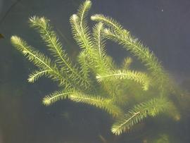   Mayaca fluviatilis , submersed; photo: S.L. Winterton 