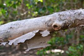   Melaleuca quinquenervia  bark; photo: S.L. Winterton 