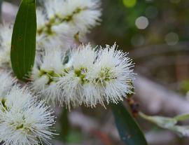   Melaleuca quinquenervia  flower spike; photo: S.L. Winterton 