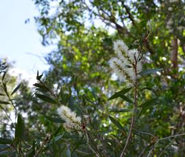   Melaleuca quinquenervia  flower spikes; photo: S.L. Winterton 