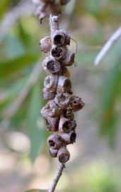   Melaleuca quinquenervia  fruit; photo: S.L. Winterton 