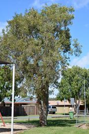   Melaleuca quinquenervia ; photo: S.L. Winterton 