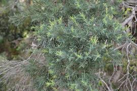   Melaleuca quinquenervia , emersed; photo: S.L. Winterton 