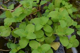   Mentha aquatica , emersed; photo: S.L. Winterton 