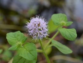   Mentha aquatica  spike or cluster of flowers; photo: S.L. Winterton 