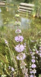   Mentha pulegium  inflorescence; photo: S.L. Winterton 