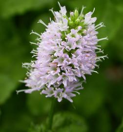   Mentha  x  piperita  var.  crispa  (quot;Turkish Mintquot;) spike or cluster of flowers; photo: S.L. Winterton 