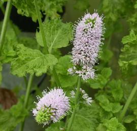   Mentha  x  piperita  var.  crispa  (quot;Turkish Mintquot;) inflorescence, wavy leaves; photo: S.L. Winterton 