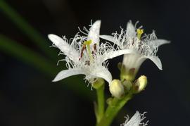   Menyanthes trifoliata  flowers; photo copy; Joshua Mayer 