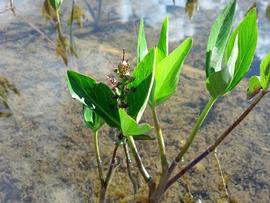   Menyanthes trifoliata , emersed; photo copy; Richard McNeill 