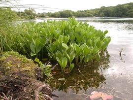   Menyanthes trifoliata , emersed; photo copy; Bastiaan Brak 