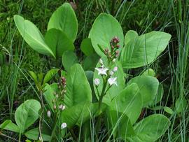   Menyanthes trifoliata ; photo copy; Kari Pihlaviita 