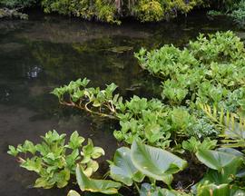   Menyanthes trifoliata , emersed; photo: S.L. Winterton 