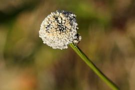   Mesanthemum africanum  flower head; photo copy; Bart Wursten 