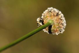   Mesanthemum africanum  flower head; photo copy; Bart Wursten 