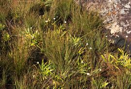   Mesanthemum africanum , emersed; photo copy; Bart Wursten 