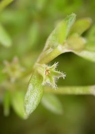   Microcarpaea minima  flower; photo: S.L. Winterton 