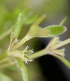   Microcarpaea minima  inflorescence; photo: S.L. Winterton 