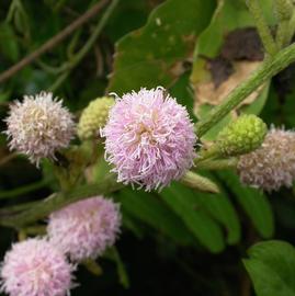   Mimosa pigra  flower heads; photo: S.L. Winterton 