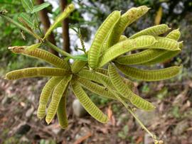   Mimosa pigra  fruit; photo: S.L. Winterton 