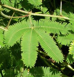   Mimosa pudica  leaves; photo: S.L. Winterton 