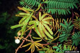   Mimosa pigra  leaves and fruit; photo copy; USDA APHIS Archives, USDA, APHIS, www.forestryimages.org 