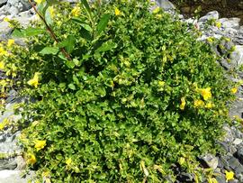   Mimulus  sp., emersed; photo: S.L. Winterton 