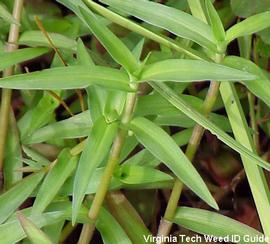   Murdannia keisak ; photo copy; Virginia Tech Weed ID Guide 