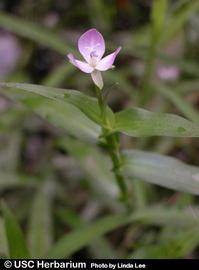   Murdannia keisak  flower; photo: Linda Lee, copy; University of South Carolina Herbarium 