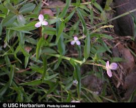   Murdannia keisak  flowers; photo: Linda Lee, copy; University of South Carolina Herbarium 