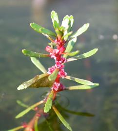   Myriophyllum dicoccum , emersed; photo: S.L. Winterton 