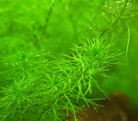   Myriophyllum  sp., submersed; photo: S.L. Winterton 