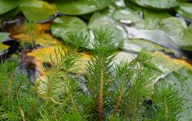   Myriophyllum papillosum , emersed; photo: S.L. Winterton 