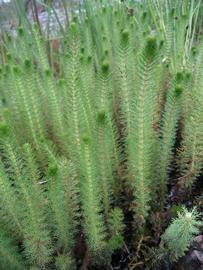   Myriophyllum propinquum , emersed; photo: S.L. Winterton 