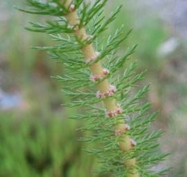   Myriophyllum propinquum  inflorescence; photo: S.L. Winterton 