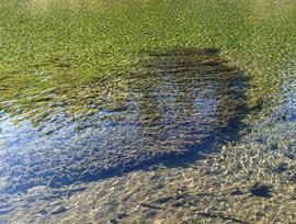   Myriophyllum sibiricum , submersed; photo: S.L. Winterton 