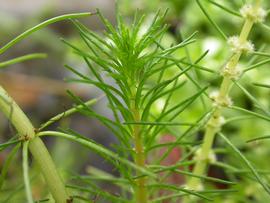   Myriophyllum  sp., emersed; photo: S.L. Winterton 