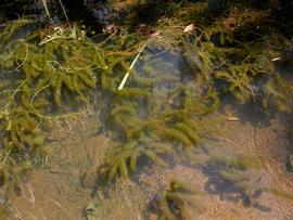   Myriophyllum  sp., submersed; photo: S.L. Winterton 