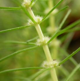   Myriophyllum  sp. inflorescence; photo: S.L. Winterton 