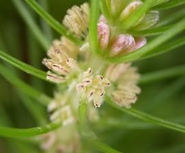   Myriophyllum  sp. flower; photo: S.L. Winterton 