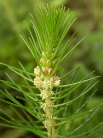   Myriophyllum  sp. inflorescence; photo: S.L. Winterton 