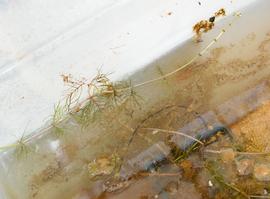   Myriophyllum spicatum , submersed; photo: S.L. Winterton 