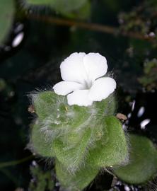   Nelsonia   campestris  flower; photo: S.L. Winterton 