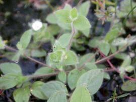   Nelsonia   campestris , emersed; photo: S.L. Winterton 