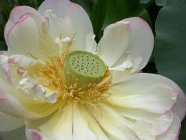   Nelumbo lutea  flower; photo: S.L. Winterton 