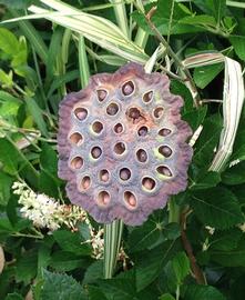   Nelumbo lutea  fruit; photo: S.L. Winterton 