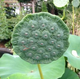   Nelumbo lutea  immature fruit; photo: S.L. Winterton 