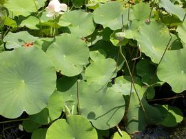   Nelumbo lutea , emersed; photo: S.L. Winterton 