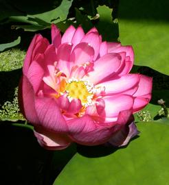   Nelumbo nucifera  flower; photo: S.L. Winterton 